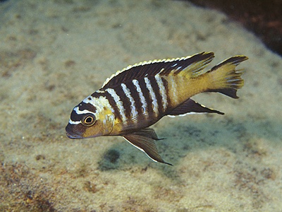 Maylandia nigrodorsalis 'Nkolongwe'